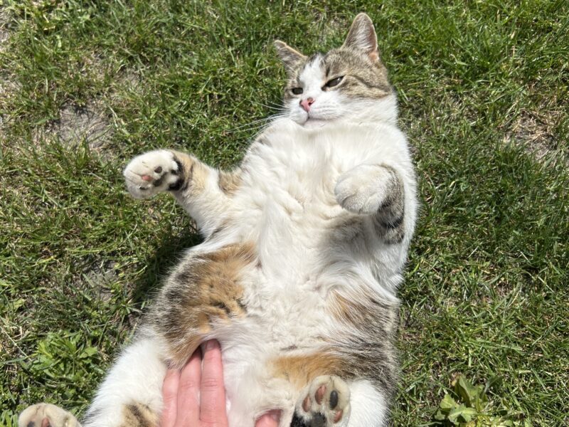 Zaginęła Kotka Mia