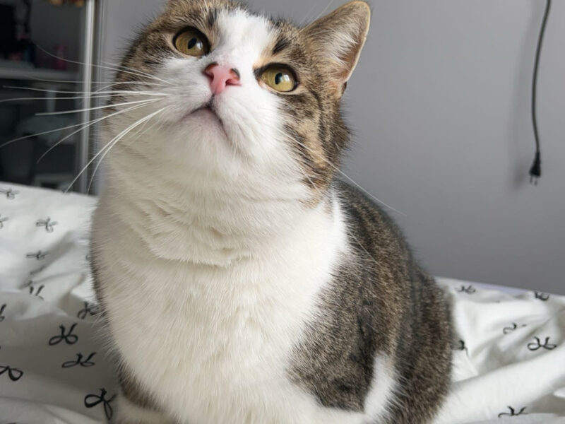 Zaginęła Kotka Mia