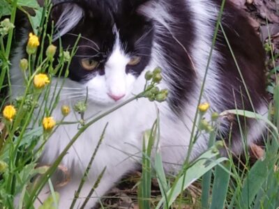 Zaginął kocur Dowcip