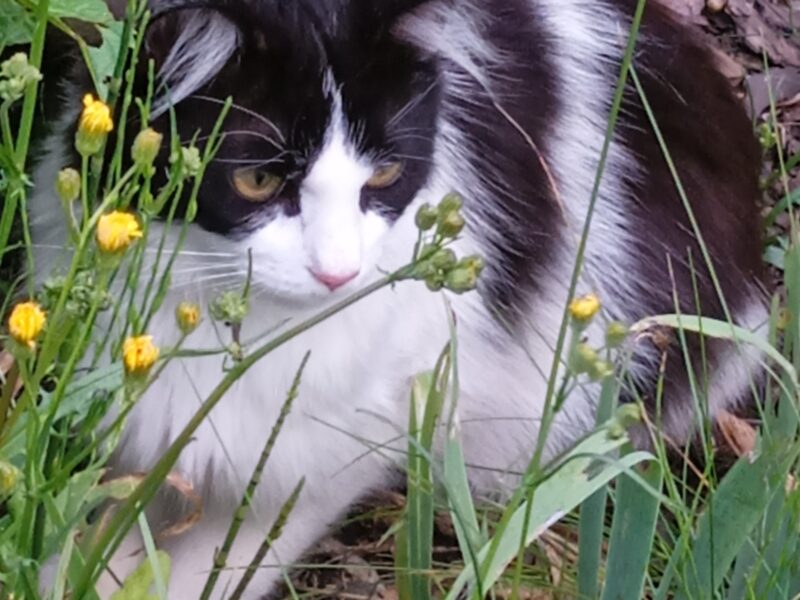 Zaginął kocur Dowcip