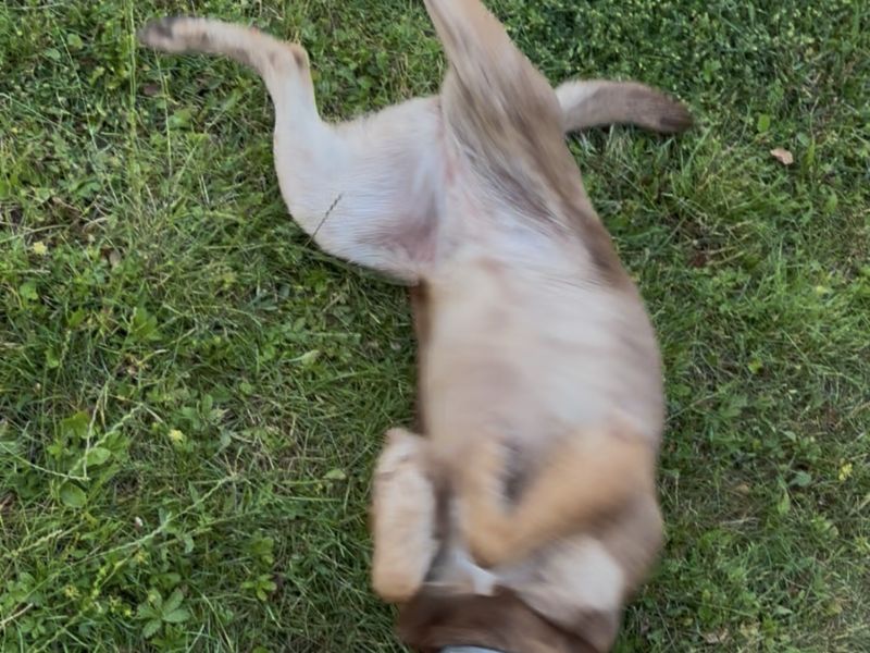 Zaginęła suczka Mania