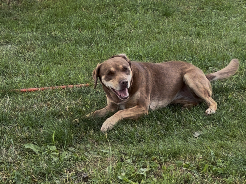 Zaginęła suczka Mania