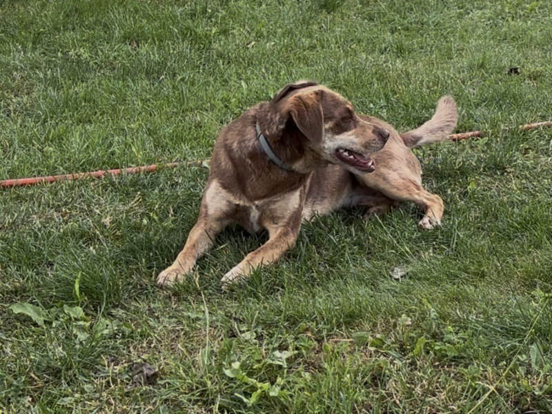 Zaginęła suczka Mania