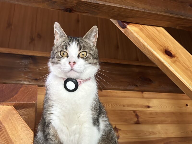 Zaginęła Kotka Mia