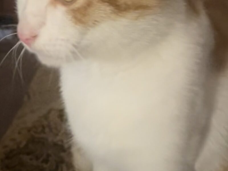 Zaginął dwuletni kocurek