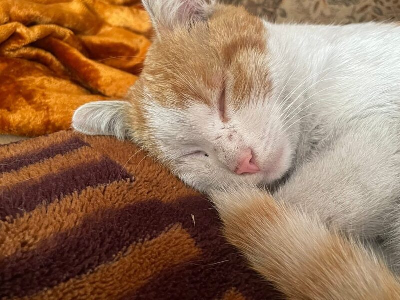 Zaginął dwuletni kocurek