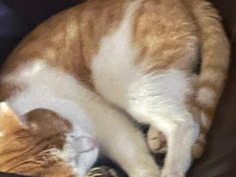 Zaginął dwuletni kocurek