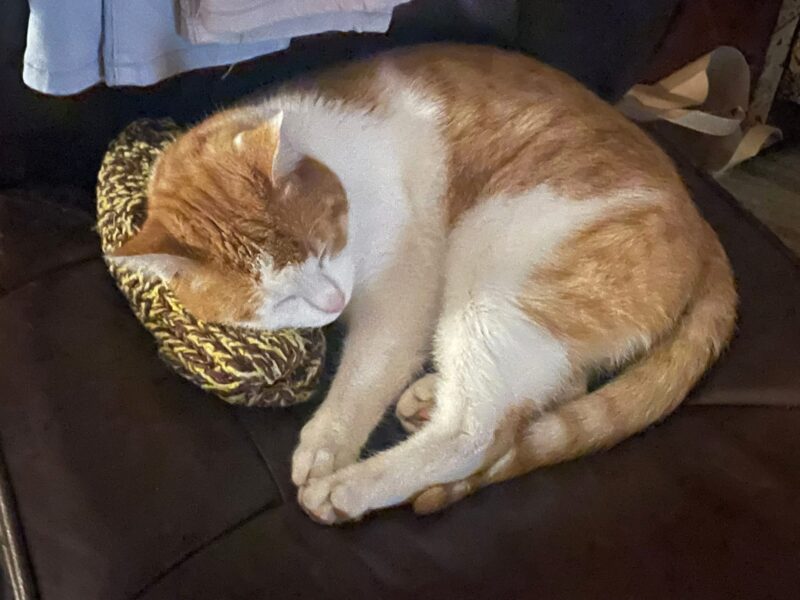 Zaginął dwuletni kocurek