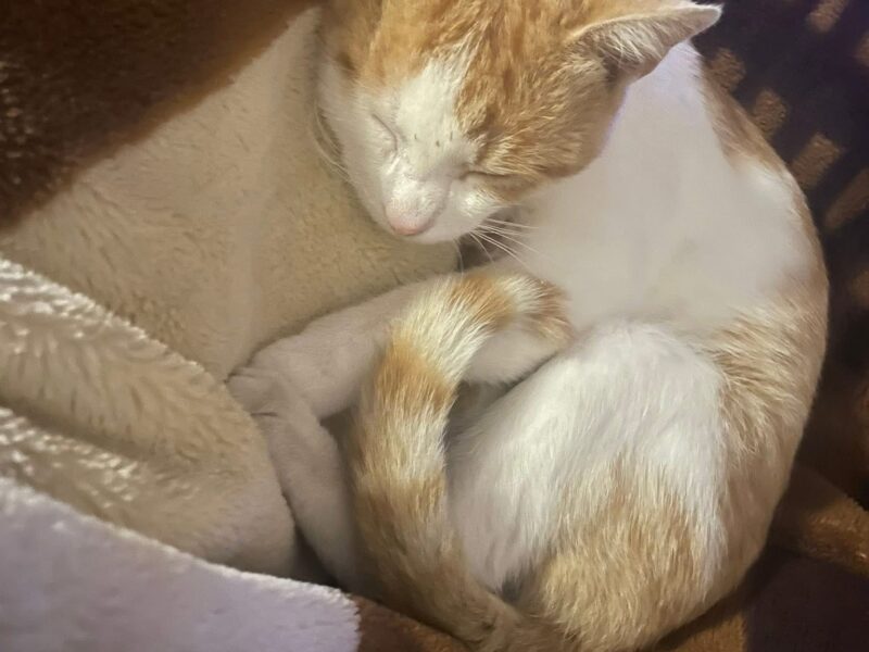 Zaginął dwuletni kocurek