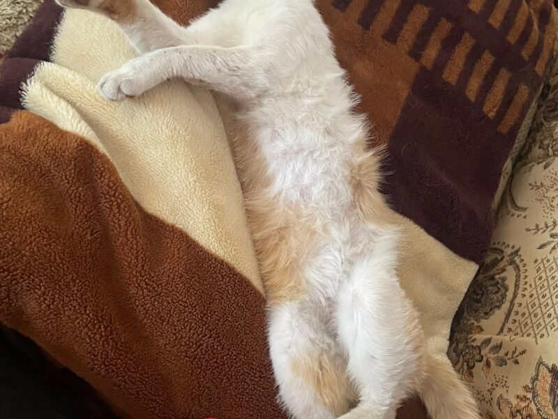 Zaginął dwuletni kocurek