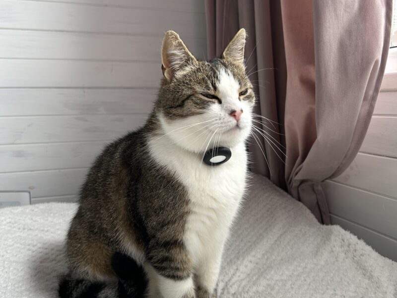 Zaginęła Kotka Mia