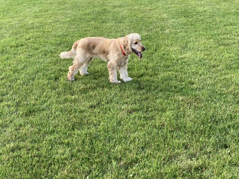Zaginął Cocker Spaniel świętokrzyskie