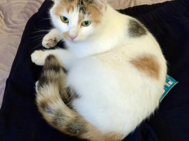 Tomczyn zaginęła kotka Tosia