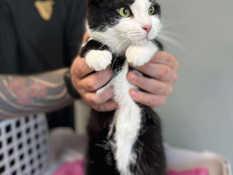 Zaginęła Kotka Zosia