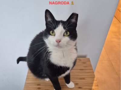 Zaginęła Kotka Zosia