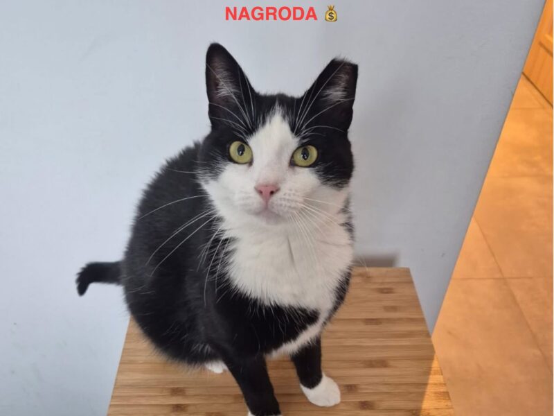 Zaginęła Kotka Zosia