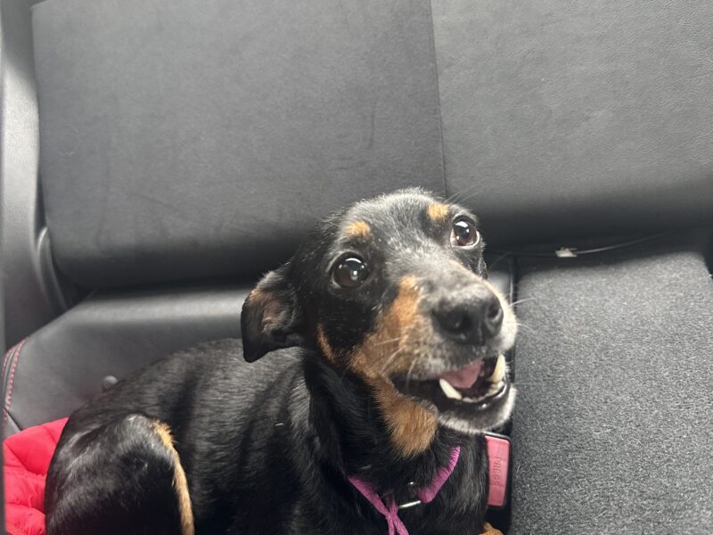 Zaginął piesek Fibi