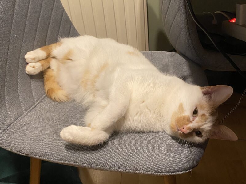 Zaginął kot Tweety