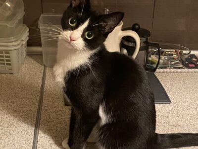 Zaginęła Kotka Negra