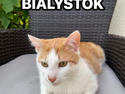 Zaginął biało-rudy kocur Białystok