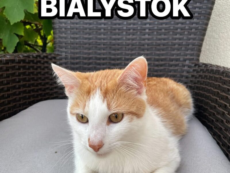 Zaginął biało-rudy kocur Białystok