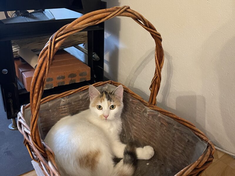 Tomczyn zaginęła kotka Tosia