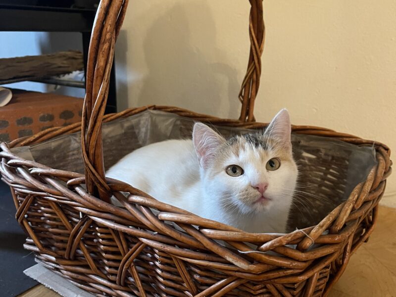 Tomczyn zaginęła kotka Tosia