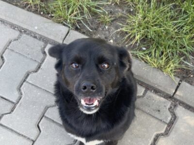 Zaginął pies Draco