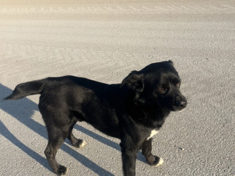 Zaginął pies Draco