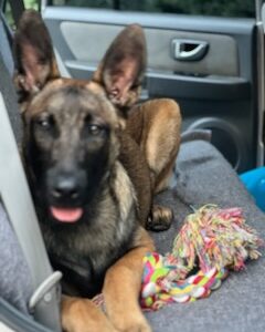 Zaginął Owczarek Belgijski