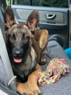 Zaginął Owczarek Belgijski