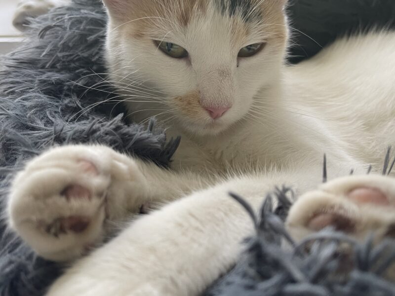 Tomczyn zaginęła kotka Tosia