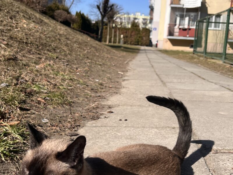 Zaginęła kotka Stella