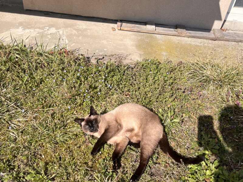 Zaginęła kotka Stella