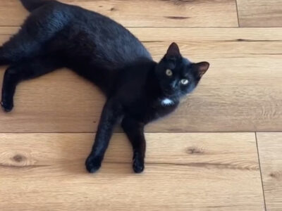 Zaginął Drako Zduńska Wola 09.09.25