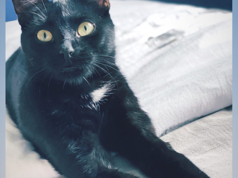 Zaginął Drako Zduńska Wola 09.09.25