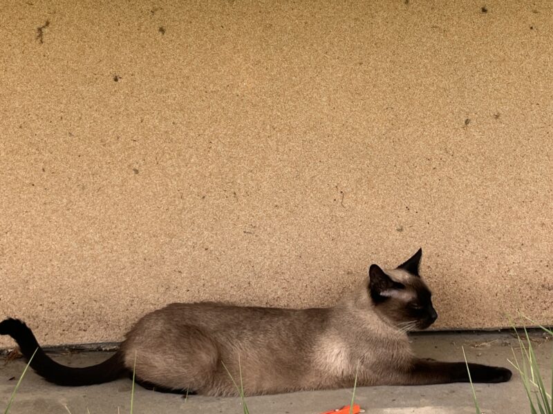 Zaginęła kotka Stella