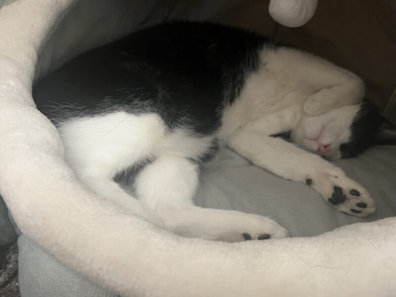 Zaginął kocurek Felek