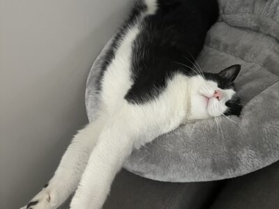 Zaginął kocurek Felek