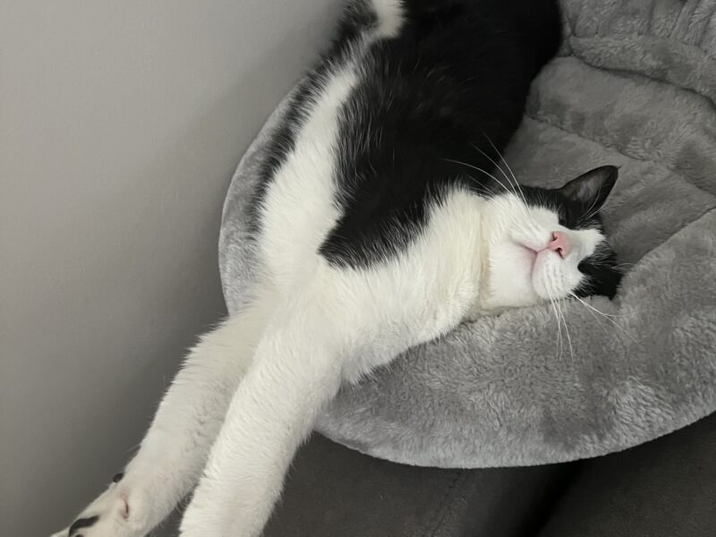 Zaginął kocurek Felek