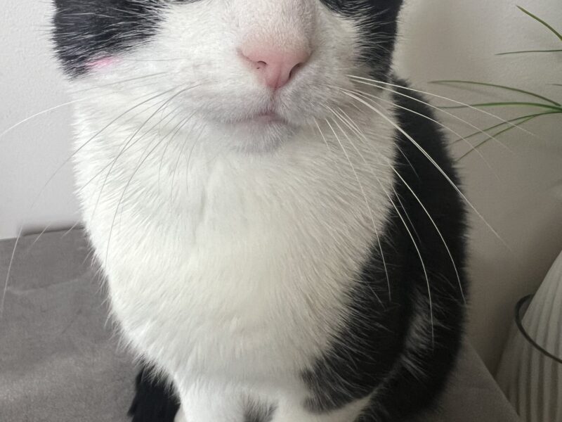 Zaginął kocurek Felek