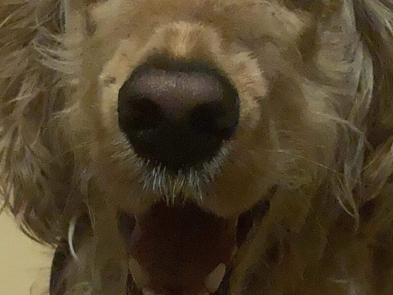 Zaginął Cocker Spaniel świętokrzyskie