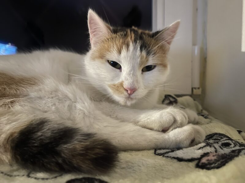 Tomczyn zaginęła kotka Tosia