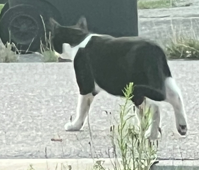 Zaginął kocurek Felek