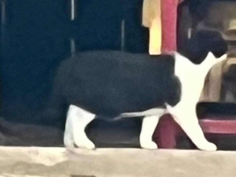 Zaginął kocurek Felek