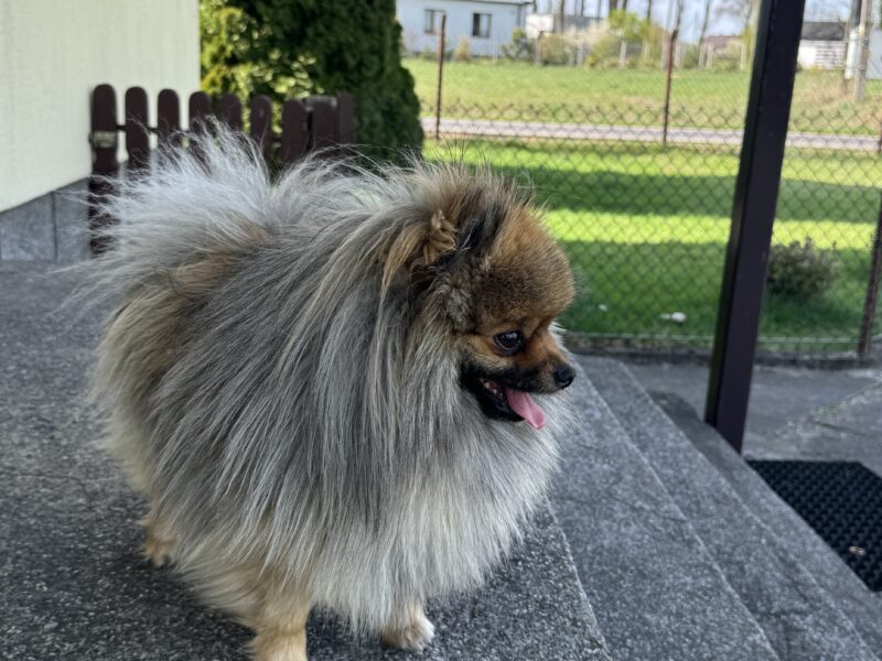 ‼️Zaginął Pomeranian‼️