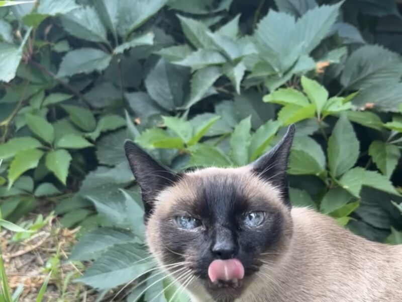 Zaginęła kotka Stella