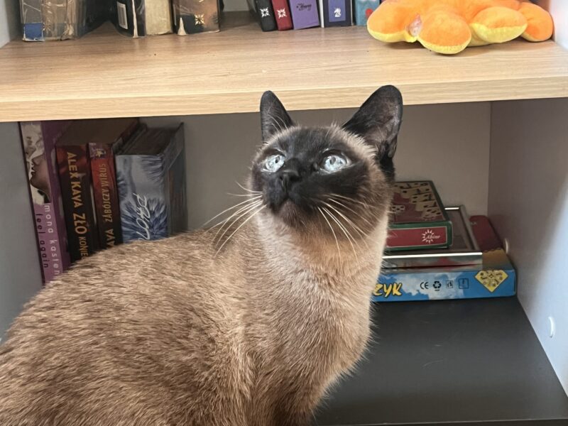 Zaginęła kotka Stella