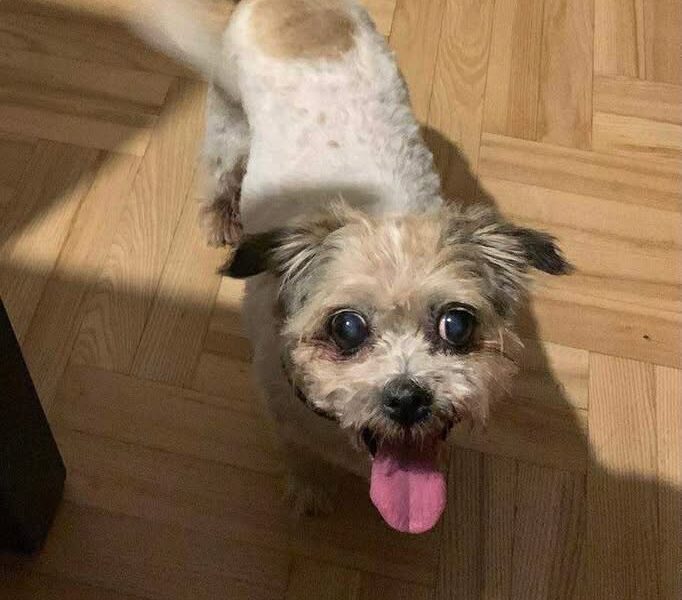 Zaginęła 14-letnia Suczka Pudzia