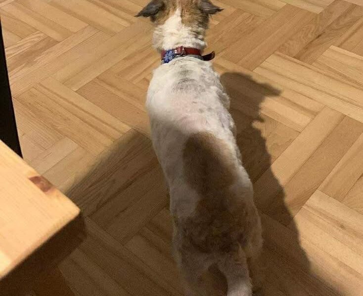 Zaginęła 14-letnia Suczka Pudzia